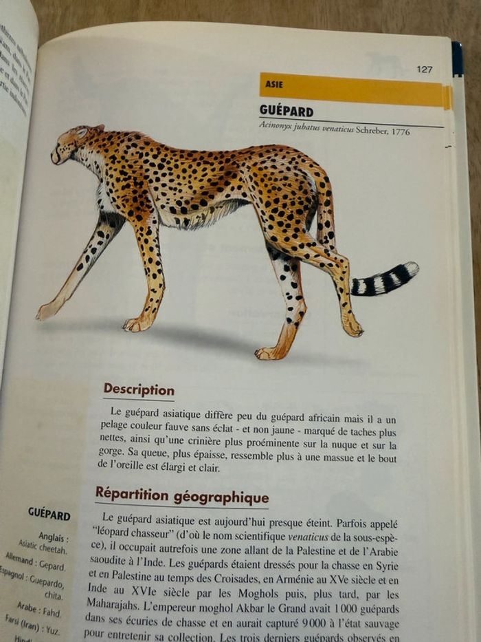 Bibliothèque du naturaliste encyclopédie livre rare Les félins Robert Dallet panthères wwf - photo numéro 12