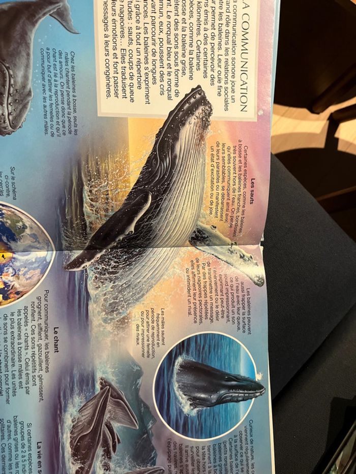 Livre pour enfants la grande imagerie fleurus les baleines - photo numéro 2