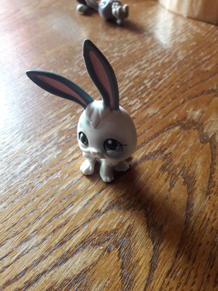 Pet shop bunny rabbit - photo numéro 2