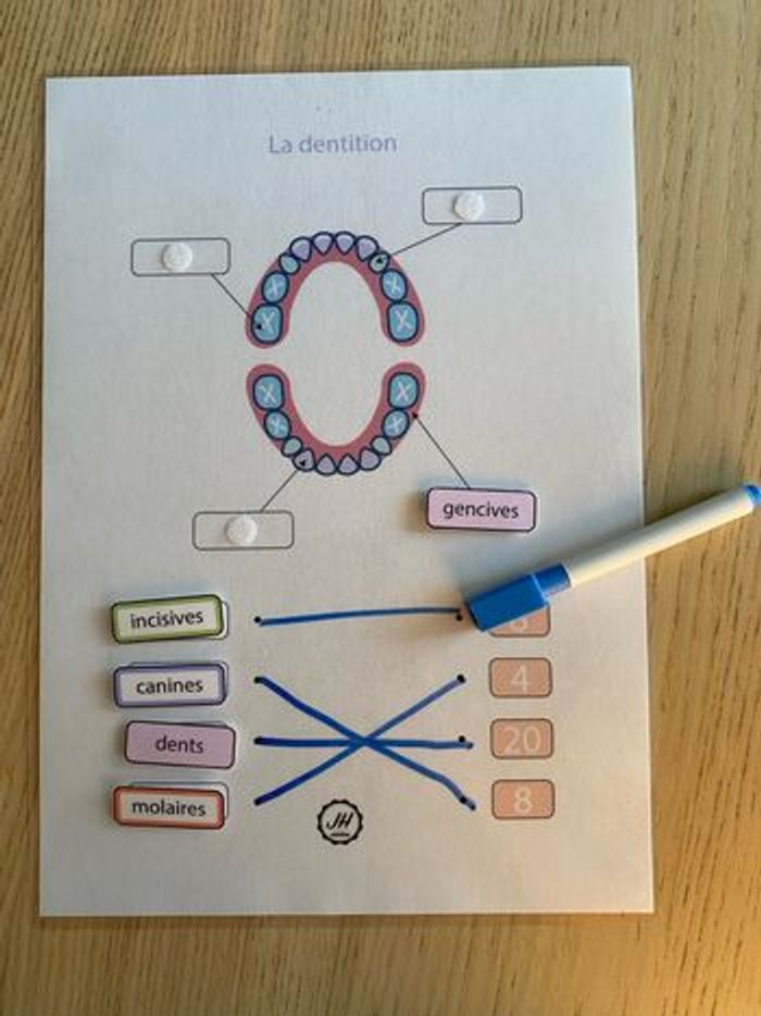 Fiche Montessori : Le corps humain : Les dents - photo numéro 3