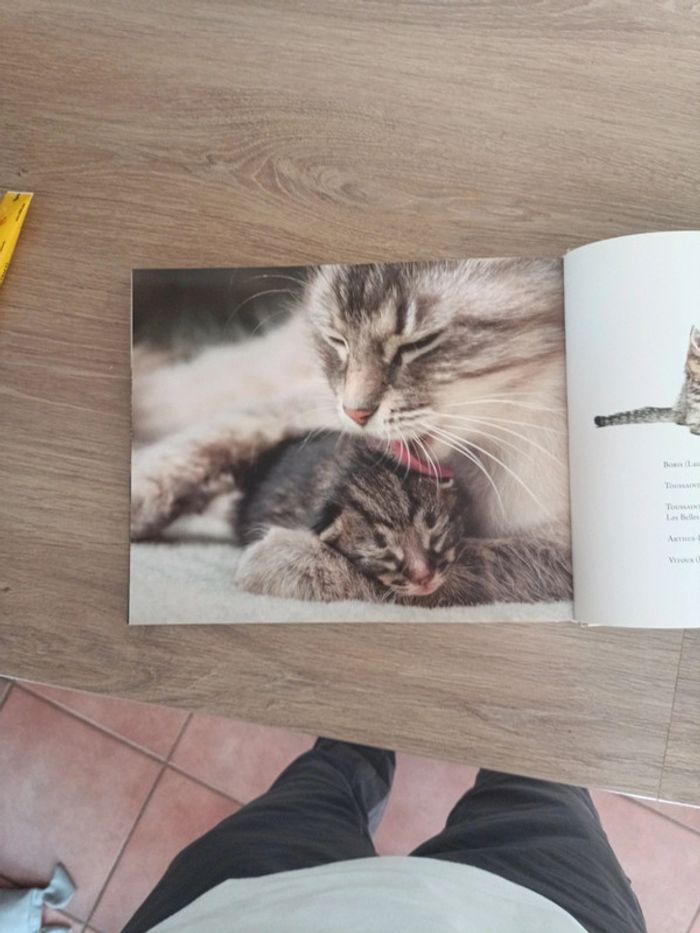 Star de chat et chats de stars - photo numéro 11