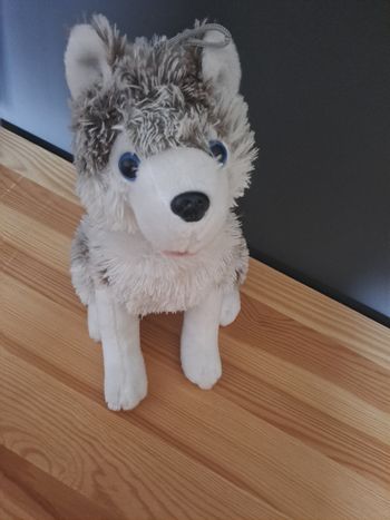 Husky assi très doux