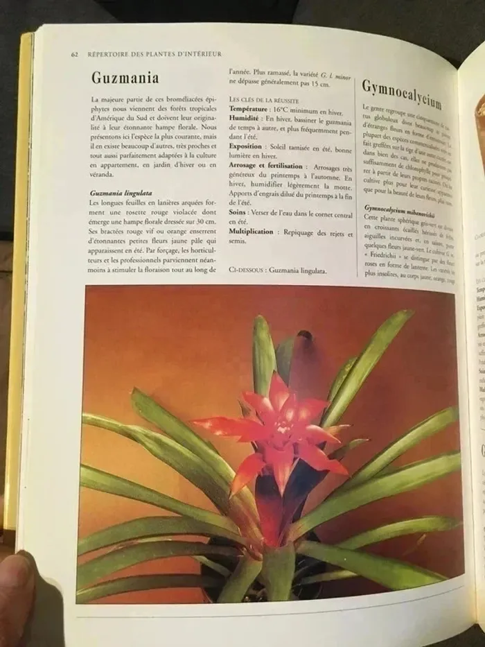 Les plantes d'appartement état neuf - photo numéro 2