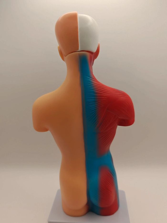 Maquette anatomie corps humain - photo numéro 3