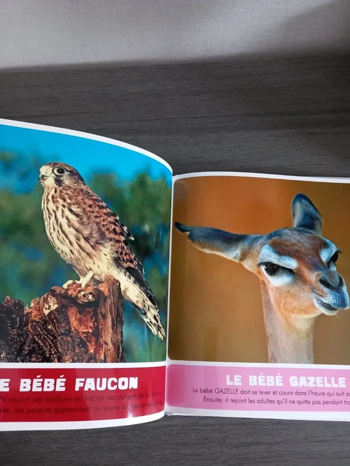 Livre Les Bébés Animaux Sauvages TBE - photo numéro 5