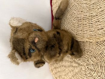 peluche vintage chat