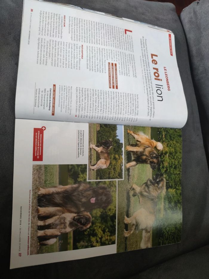 Magazine 30 millions d'amis numéro 378 novembre 2019 - photo numéro 6