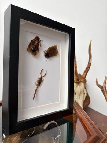 Cadre curiosité insecte