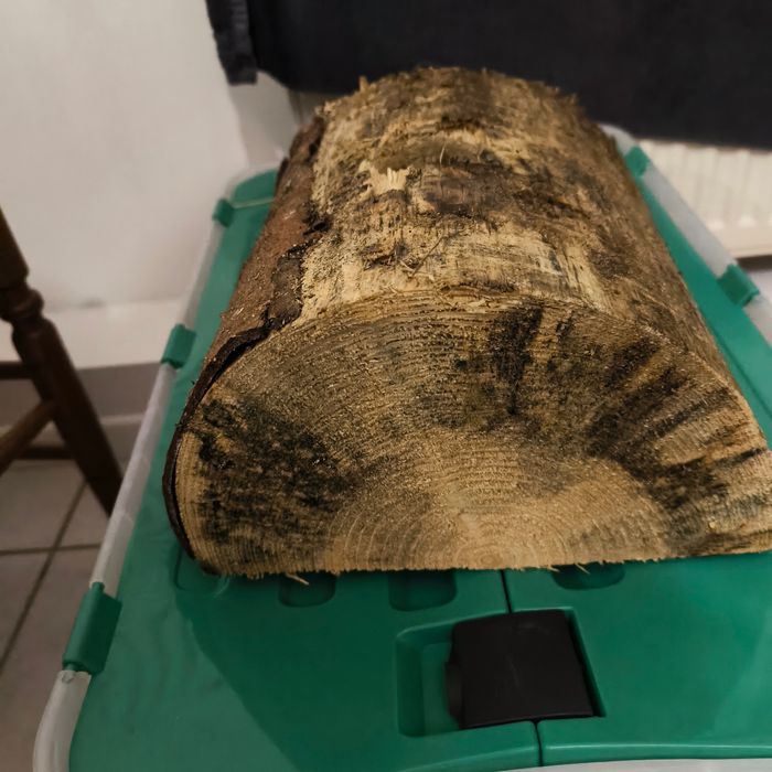 Support en bois sapin de Noël - photo numéro 2