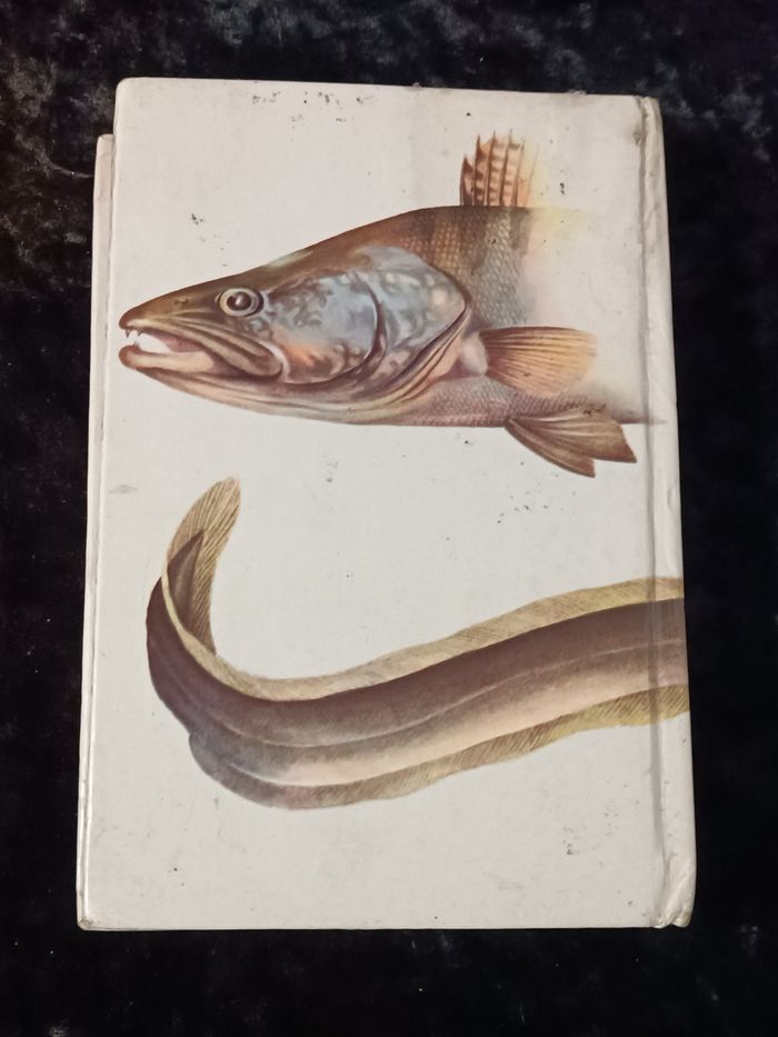 Poissons d'eau douce Grund - photo numéro 5