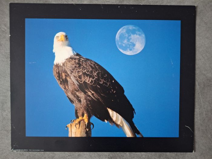 Lot 4 photos/posters aigle - photo numéro 5