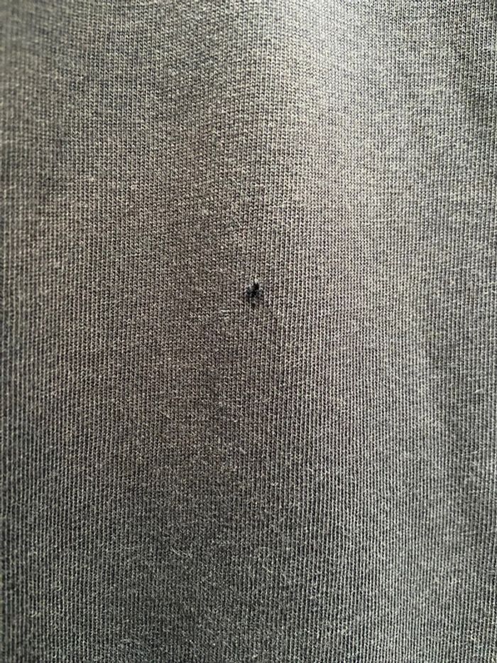 T shirt MC - photo numéro 4