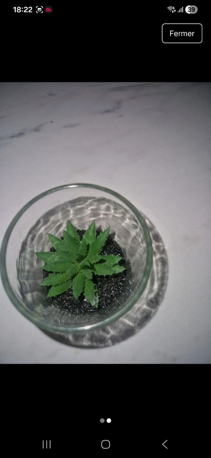 Déco plante - photo numéro 2