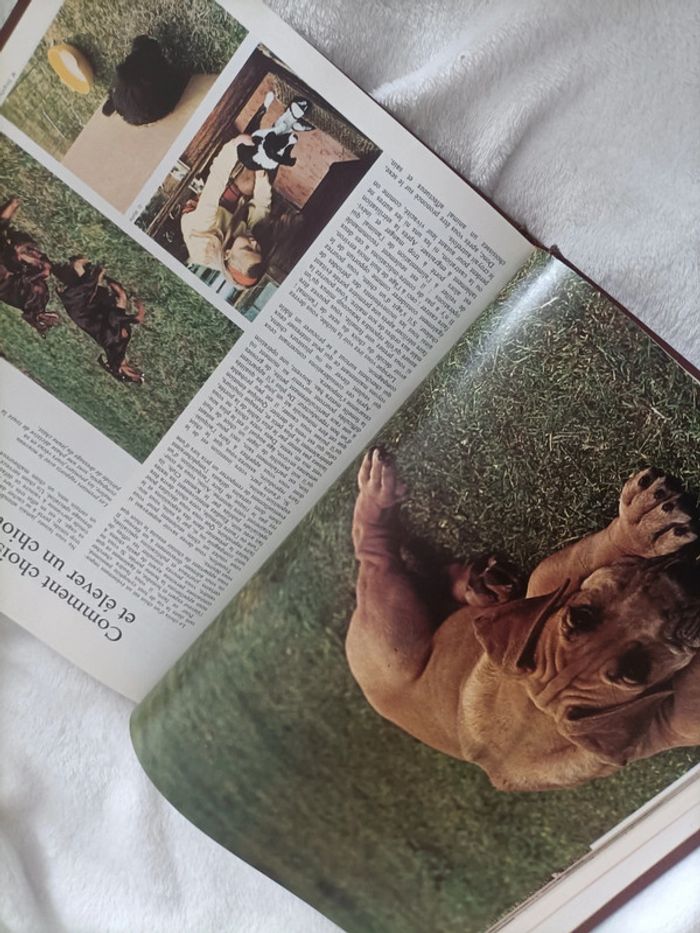 La faune chez nous – Chats, chiens, chevaux & oiseaux - photo numéro 3