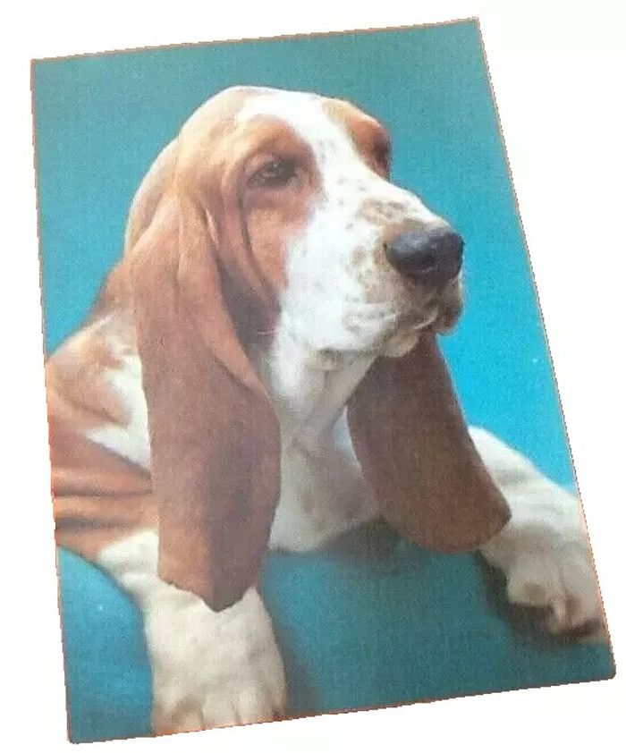Carte postale Chien (Basset) N° 2084 Editions Vikingo