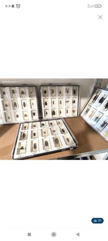 Collection d'insectes