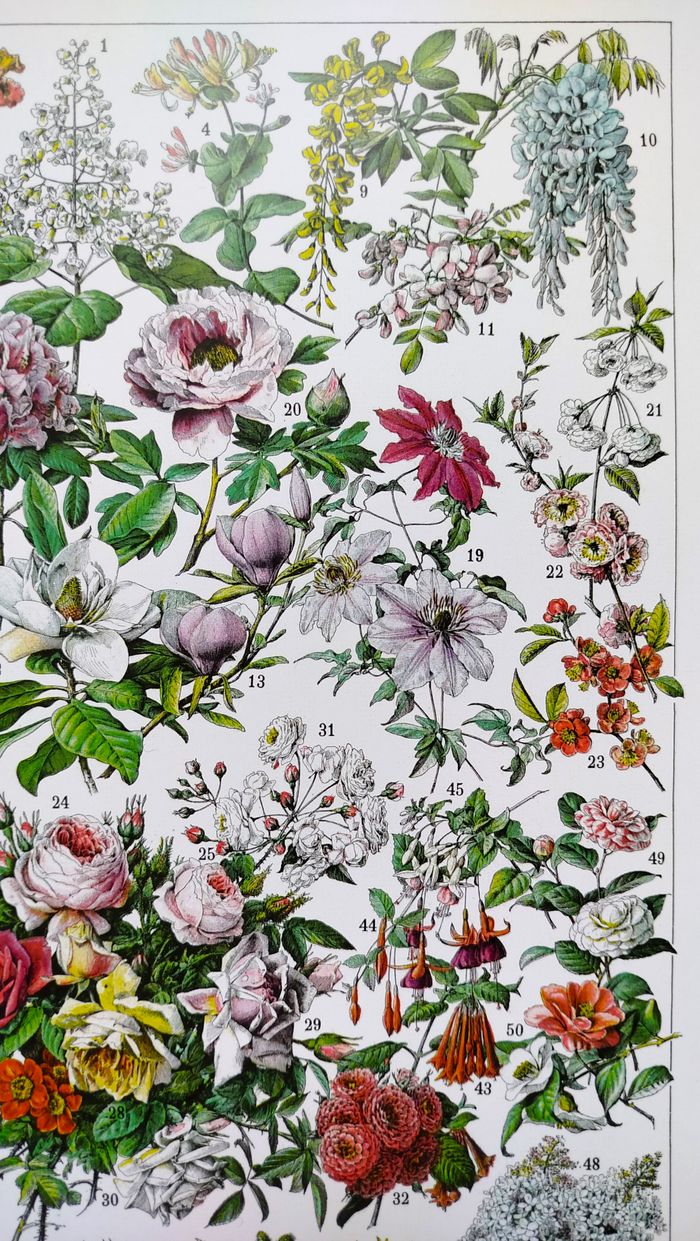 🪴 Affiche sur les fleurs "rosiers", d'après une lithographie de 1928 - photo numéro 4