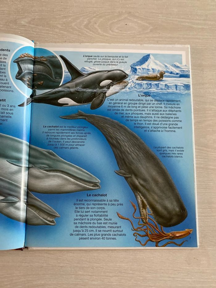 Livre les animaux de la mer Fleurus - photo numéro 6