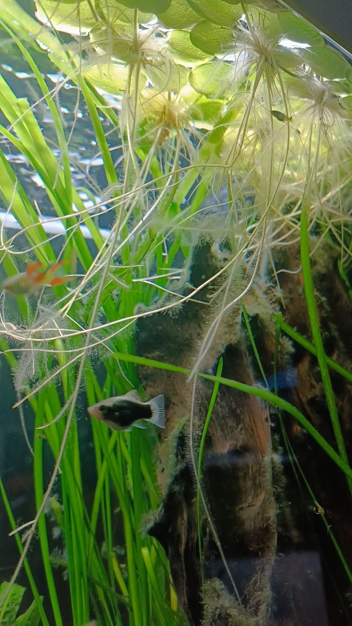 Lot de 15 pièces de plantes flottantes aquarium 🌿 - photo numéro 3