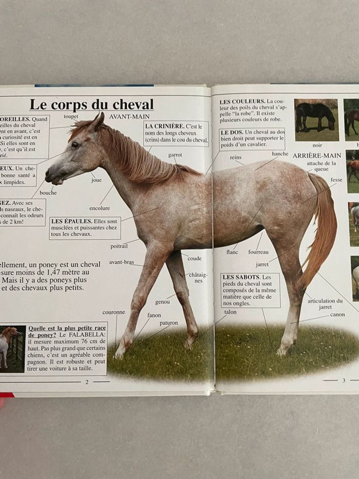 J'Aime Les Chevaux Et Les Poneys - photo numéro 2