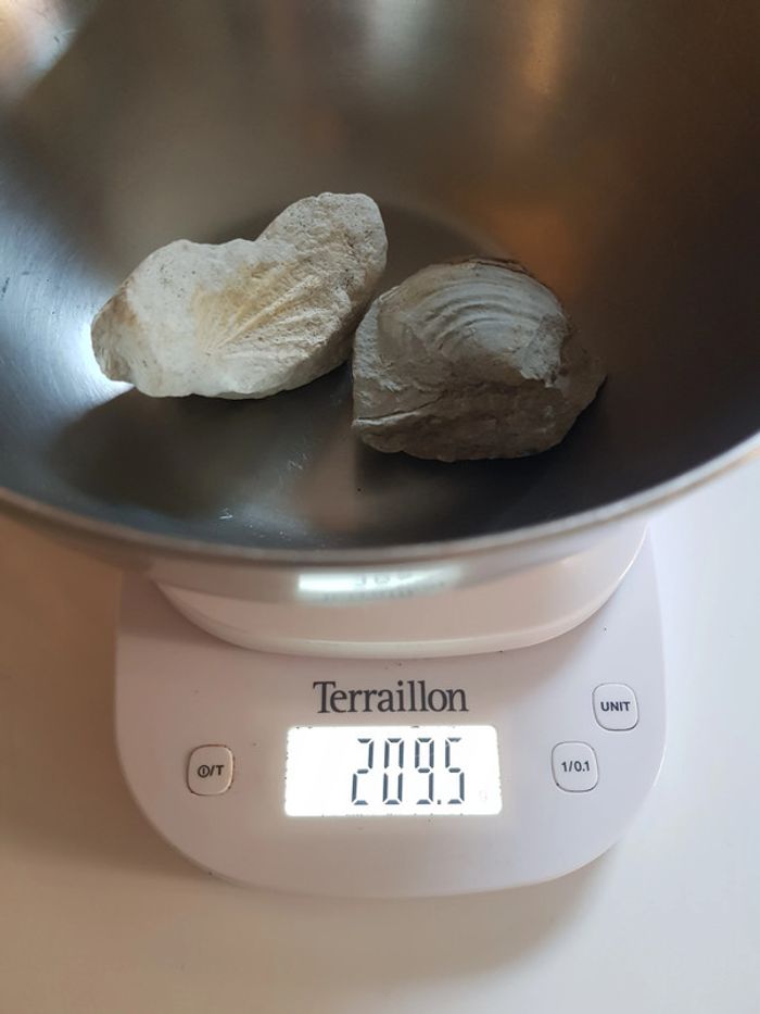 Fossils de coquillages - photo numéro 9