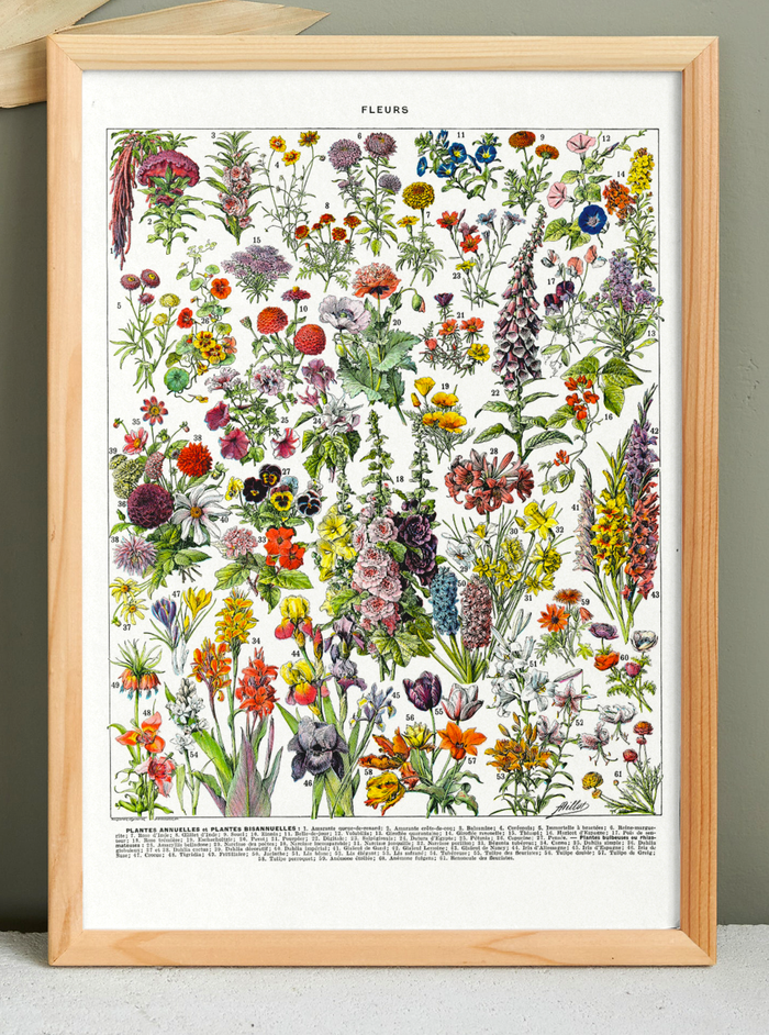 🌸 Affiche sur les fleurs "amarante", d'après une lithographie de 1928