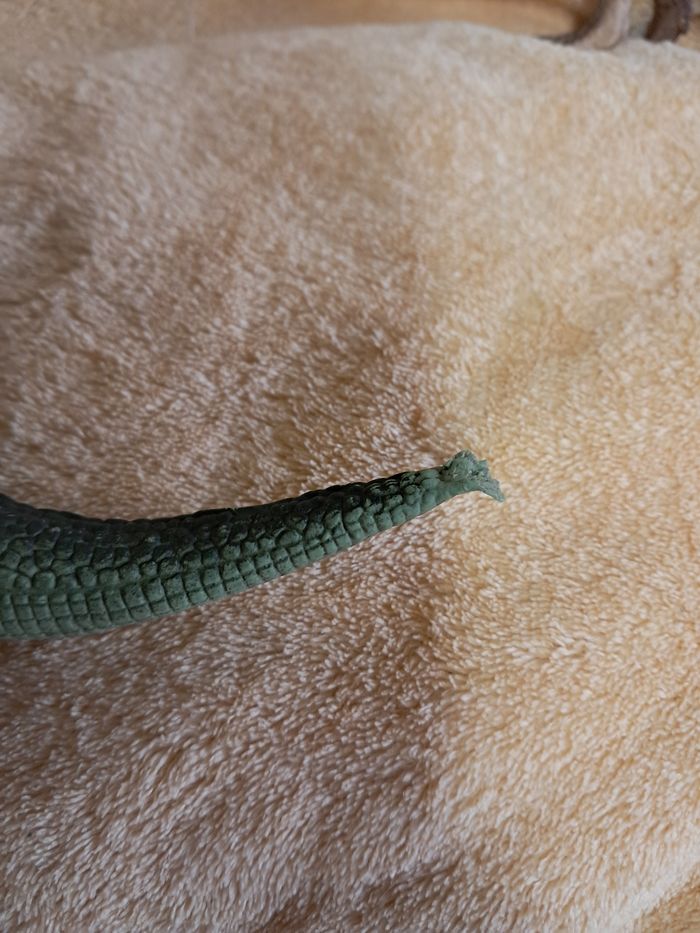 Lot de 2 tyrannosaures - photo numéro 5