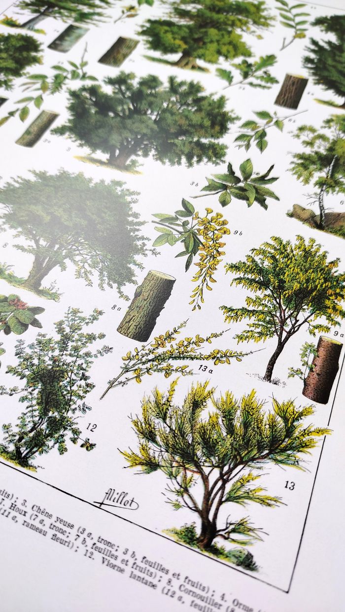 Affiche sur les arbres "hêtre", d'après une lithographie de 1928 - photo numéro 4