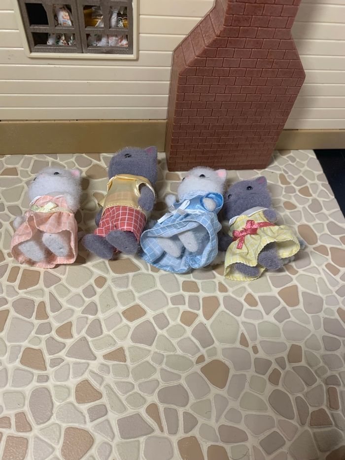 Persian cat family  5455 - photo numéro 3