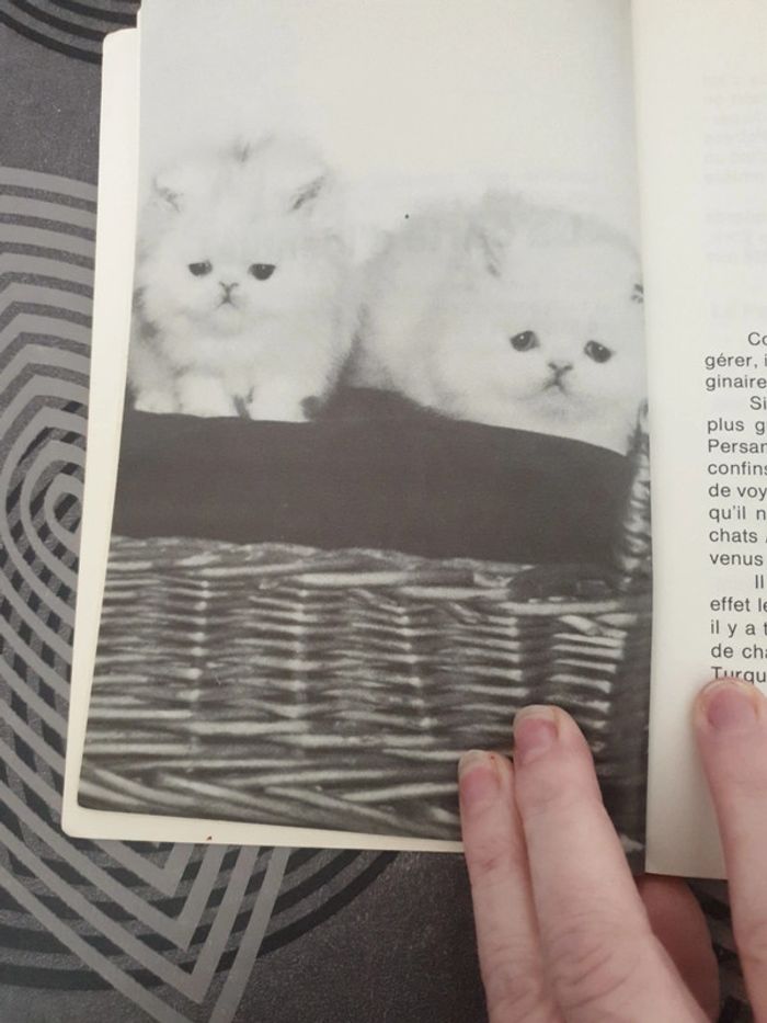 Vous et votre persan - photo numéro 4