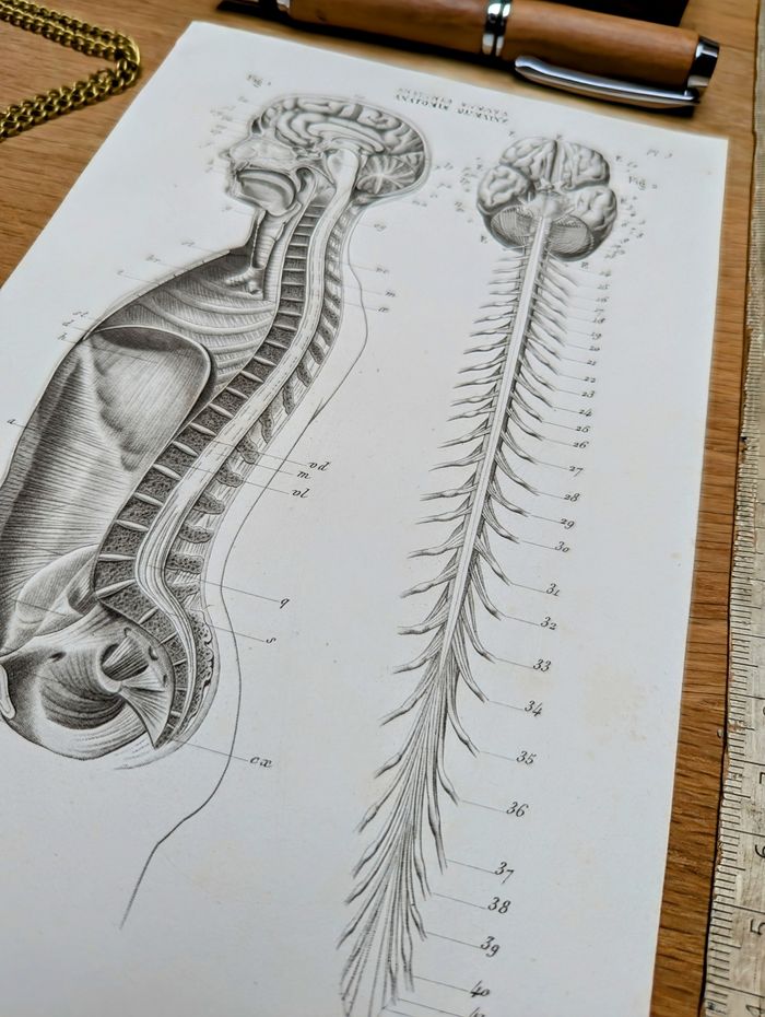 Imprimée en 1851, Anatomie Humaine, Vintage Authentique (cadre non inclus ) - photo numéro 7