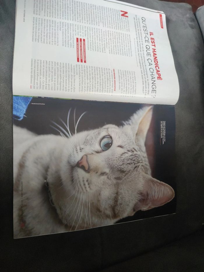 Magazine 30 millions d'amis numéro 377 octobre 2019 - photo numéro 7