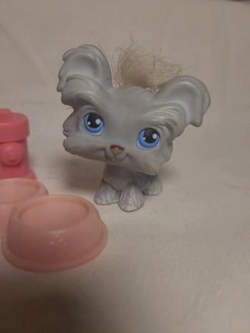 chien petshop yorkshire aimanté