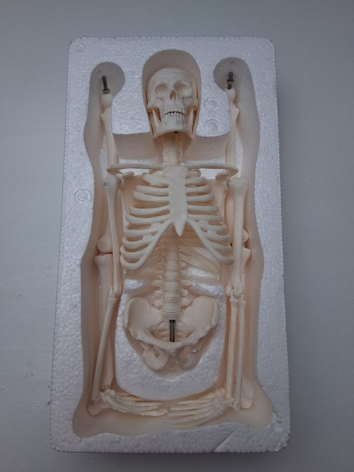 Mini modèle squelette humain pour anatomie - photo numéro 3