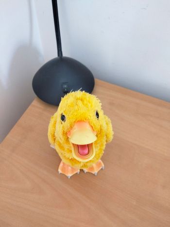 Canard Newborn