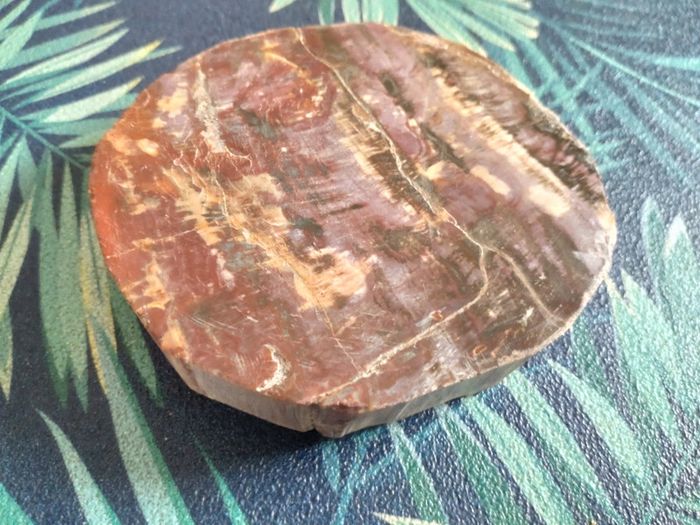 Belle tranche de bois fossilisé - photo numéro 4