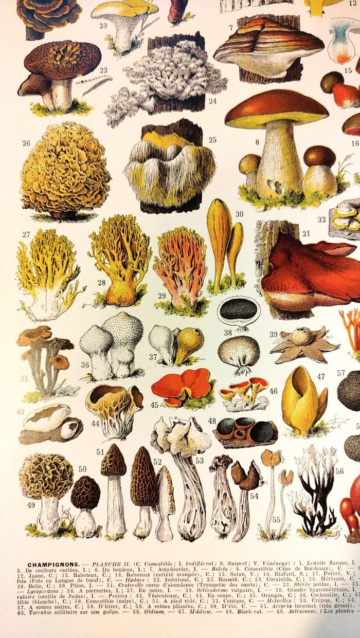 Affiche sur les champignons "cèpe", d'après une lithographie de 1928 - photo numéro 5