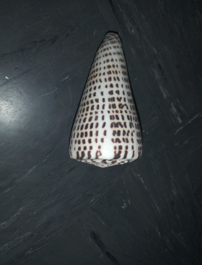 Coquillages - photo numéro 2