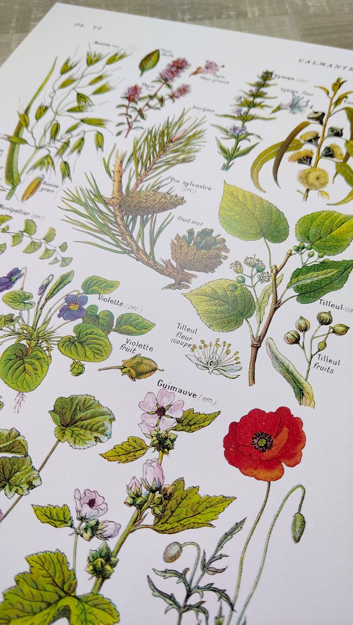 Affiche botanique sur les plantes calmantes, d'après une lithographie de 1928 - photo numéro 8