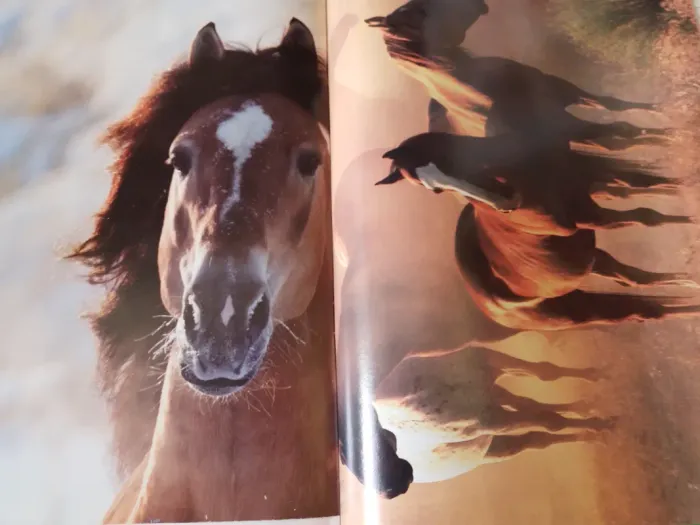 Magazine chevaux - photo numéro 2