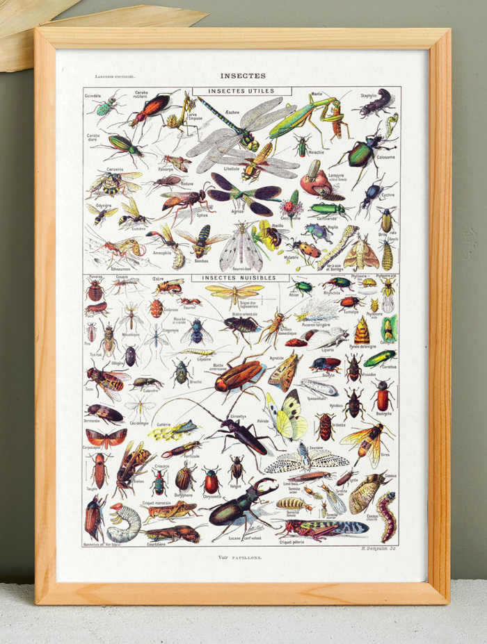 🐞 Affiche sur les insectes, d'après une lithographie de 1928
