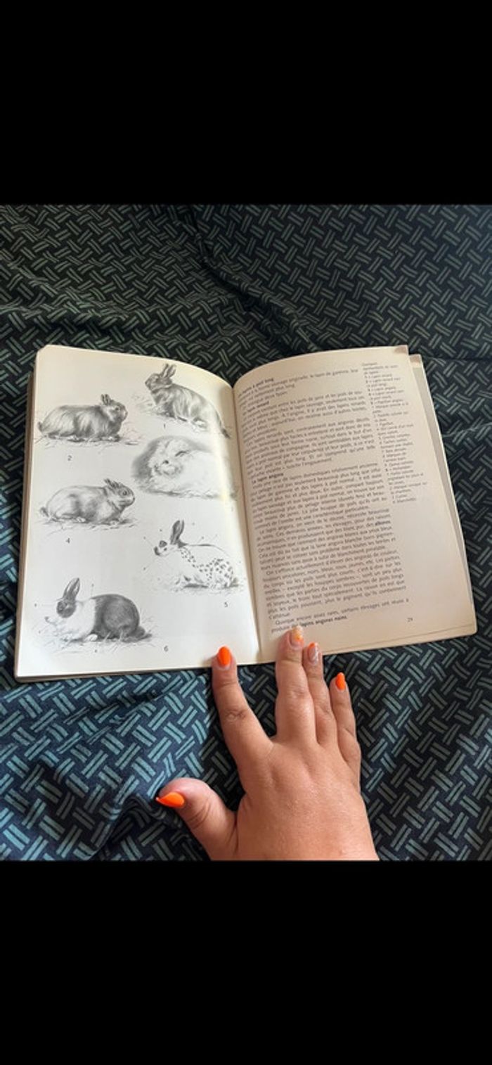 Livre sur le lapin - photo numéro 3