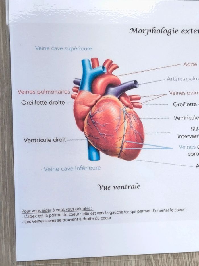 Fiche A4 de la morphologie externe du coeur - photo numéro 3