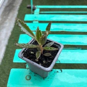 Superbe bouture Kalanchoe daigremontiana, plantes-mères ou Mère de milliers.