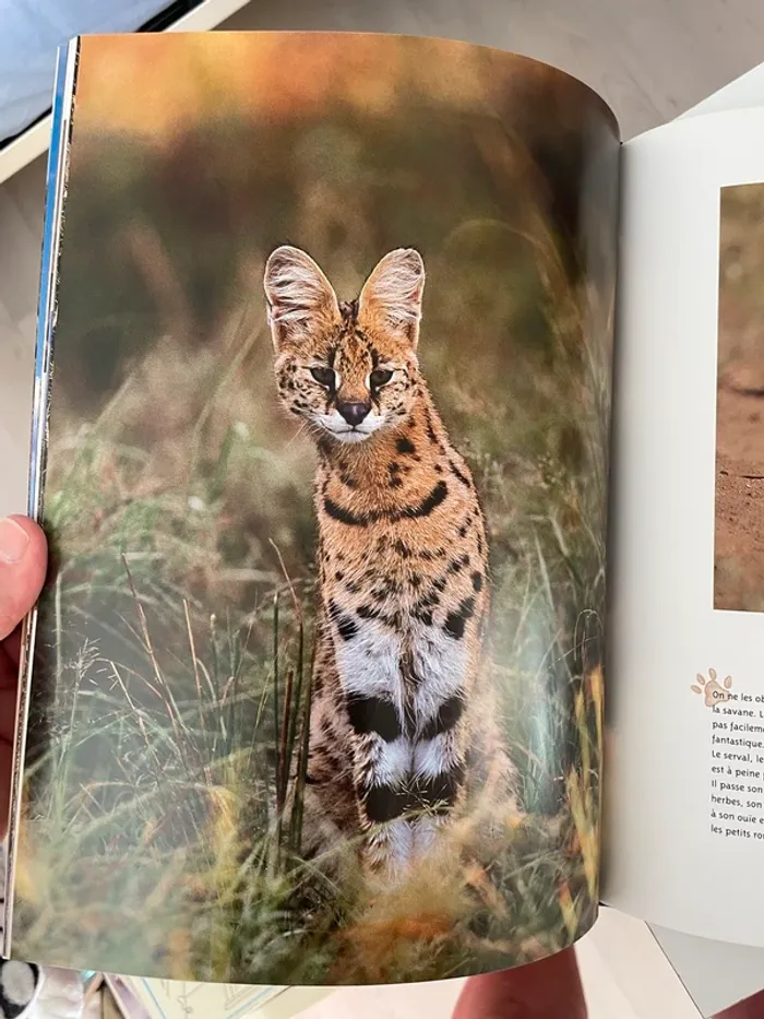 Haya Safari ! une journée au Masaï-Mara - photo numéro 7