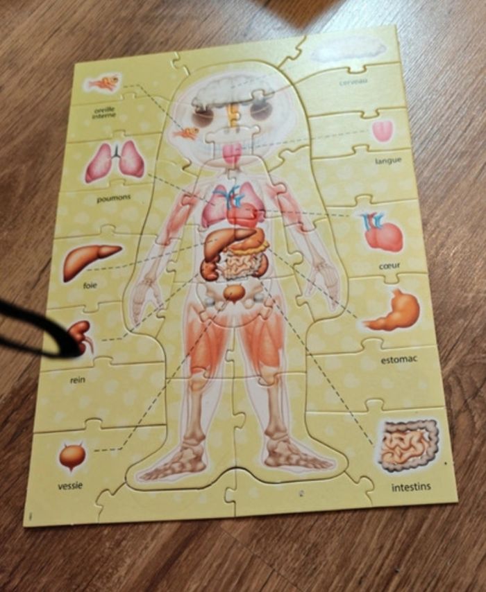 Puzzle corps humain - photo numéro 6