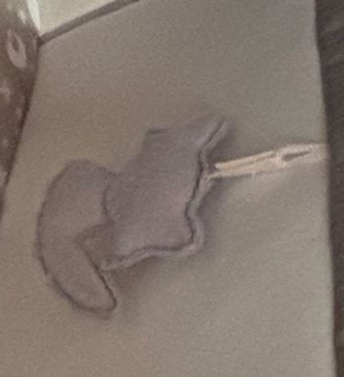 Cododo - photo numéro 4