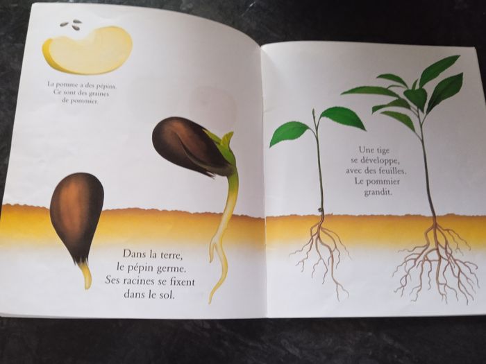 Mes livres magiques cache cache avec les fruits du jardin - photo numéro 5