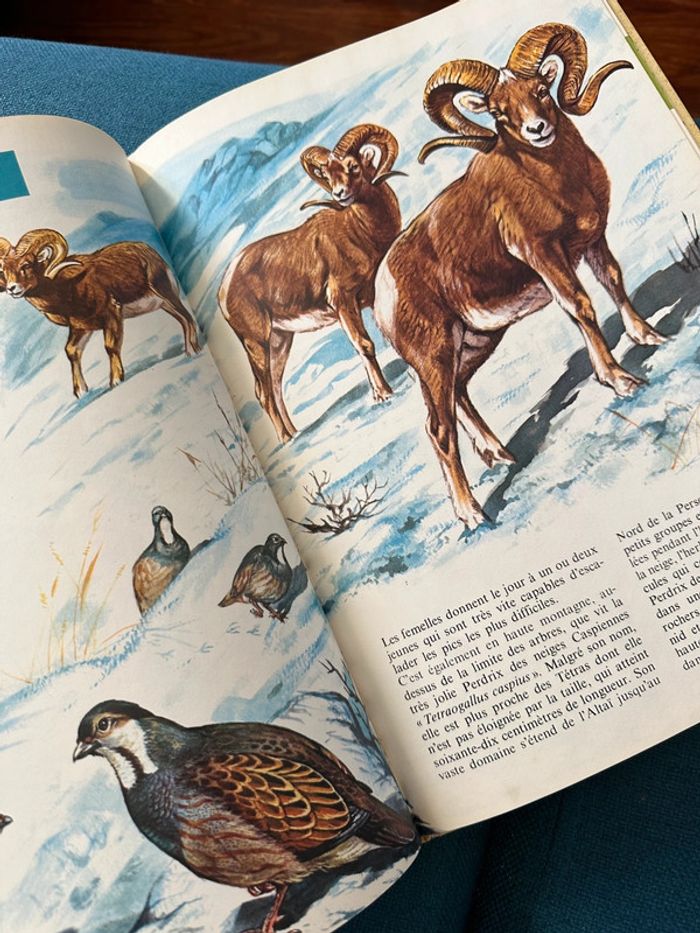Livre encyclopédie rare Faune des Montagnes du Monde collection univers Robert Dallet Lito Paris - photo numéro 5