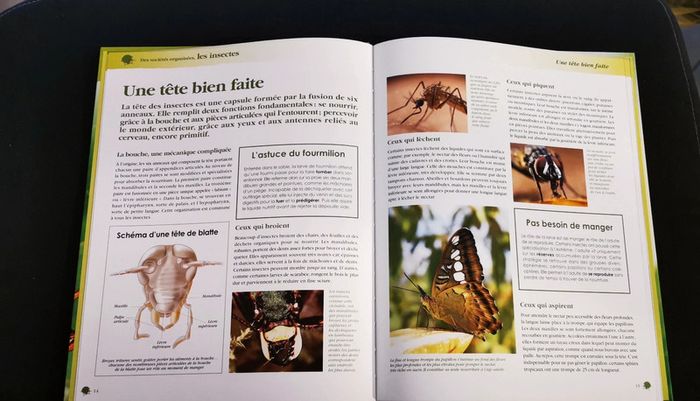 Des sociétés organisées, les insectes - photo numéro 3